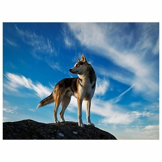 Full Drill - 5D DIY Diamond Painting Kits Special Wolf