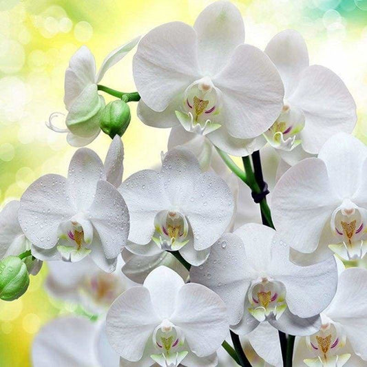 Full Drill - 5D DIY Diamond Painting White Orchid Flowers 