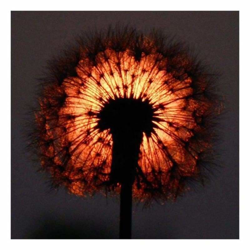 New Dandelion Diy Full Drill - 5D Crystal Diamond Painting 