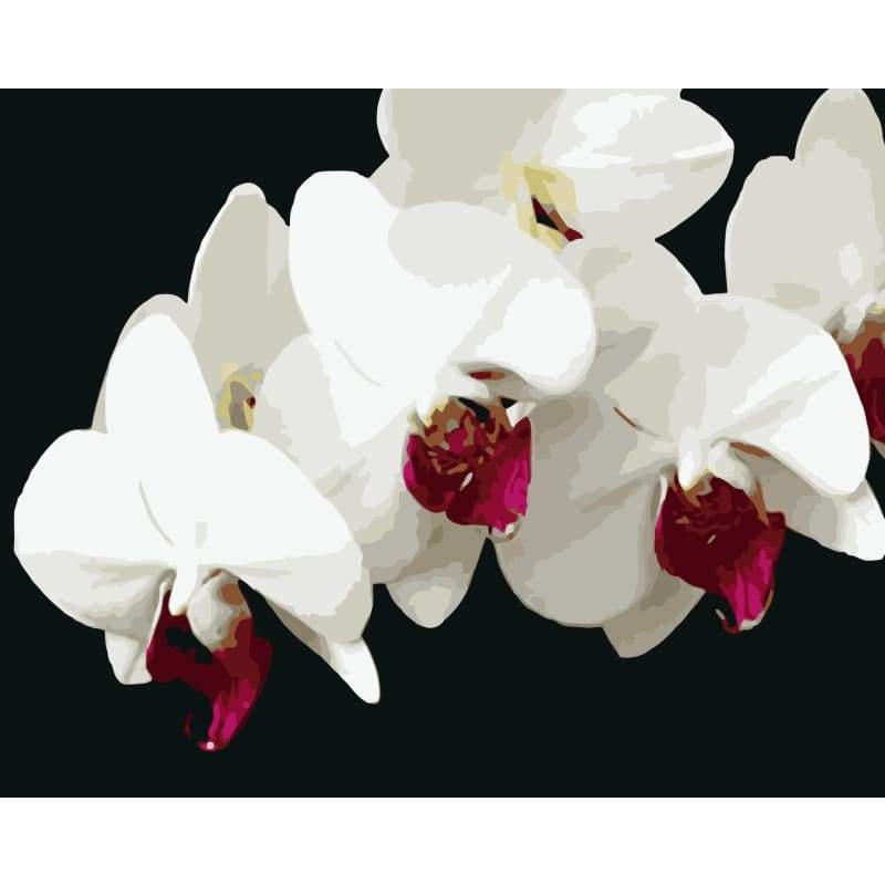 Orchid Diy Paint By Numbers Kits WM-318 - NEEDLEWORK KITS
