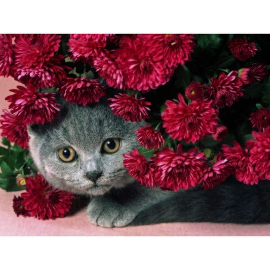 Pet Cat Paint By Numbers Kits VM90672 - NEEDLEWORK KITS