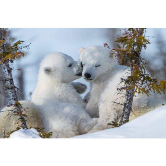 Polar Bear cubs- Full Drill Diamond Painting - Special Order
