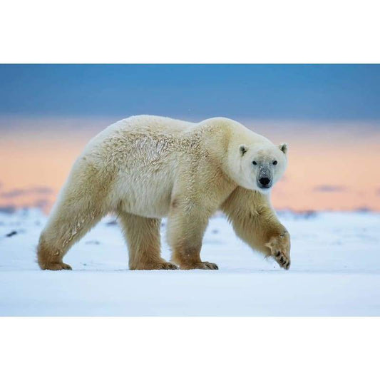 Polar Bear - Full Drill Diamond Painting - Special Order - 