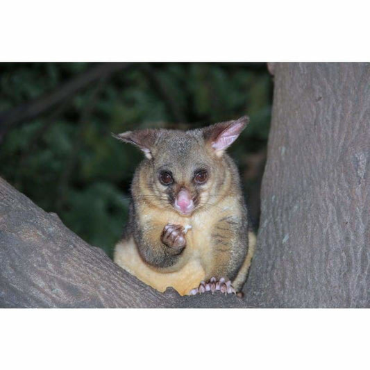 Possum - Full Drill Diamond Painting - Special Order - Full