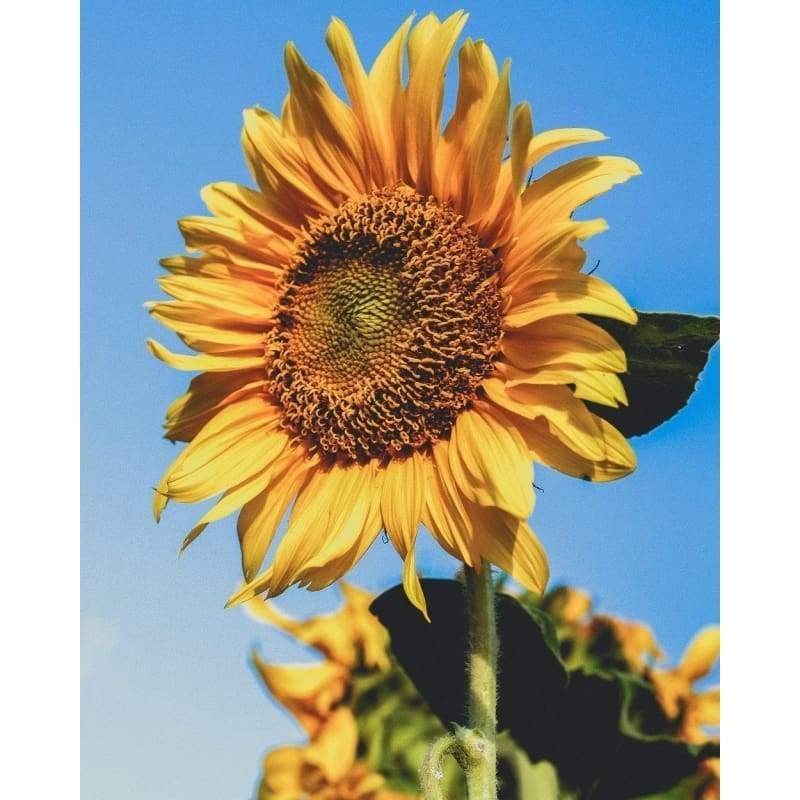 Sunflower Paint By Numbers Kits VM92640 - NEEDLEWORK KITS
