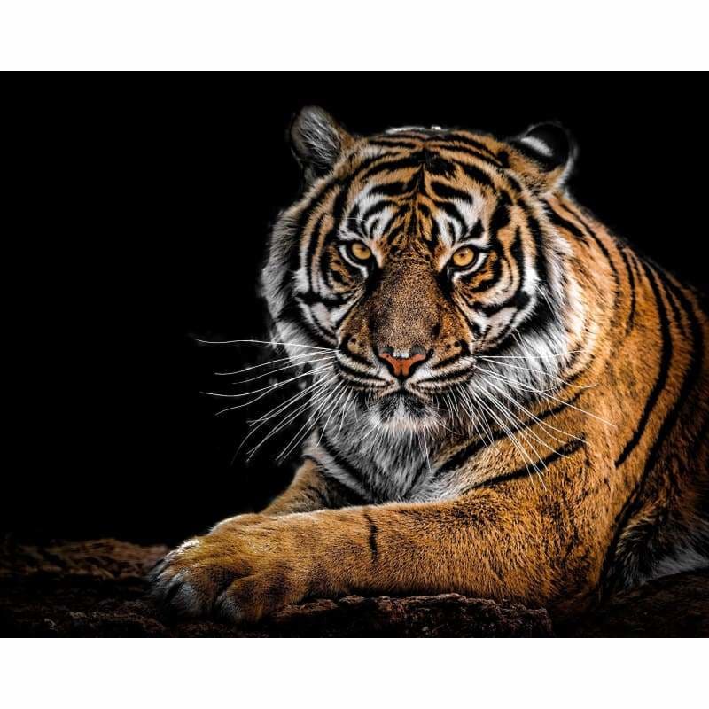 Tiger Diy Paint By Numbers Kits VM95324 - NEEDLEWORK KITS