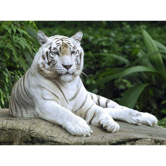 White tiger- Full Drill Diamond Painting - Special Order -